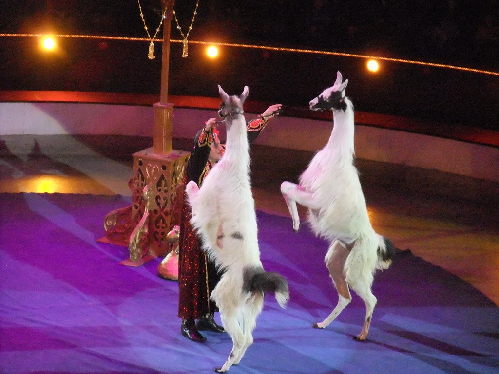 Llamas and circus artist in the Budapest Circus