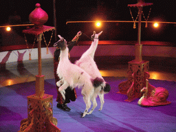 Llamas and circus artist in the Budapest Circus