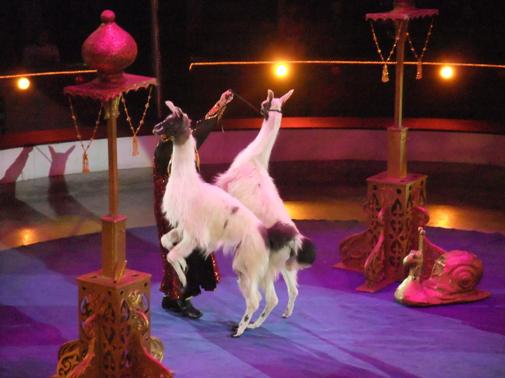 Llamas and circus artist in the Budapest Circus