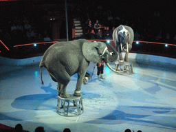 Elephants in the Budapest Circus