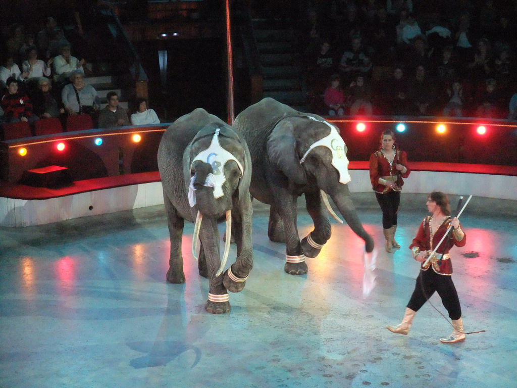 Elephants and circus artists in the Budapest Circus