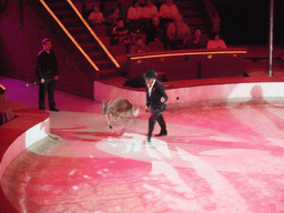 Kangaroo and circus artist in the Budapest Circus