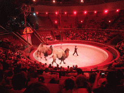 Camels and circus artists in the Budapest Circus