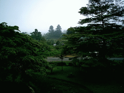 Street and trees, viewed from our hotel room