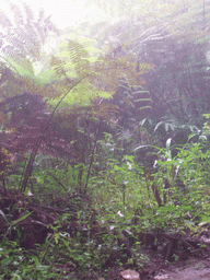 Trees and plants at the slopes of Mount Cameroon