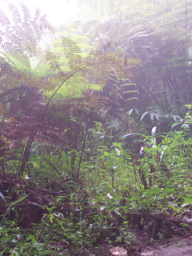 Trees and plants at the slopes of Mount Cameroon