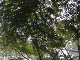 Trees at the slopes of Mount Cameroon