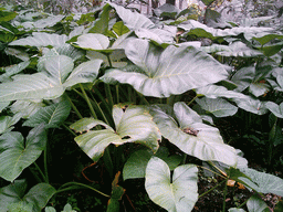 Plants at the slopes of Mount Cameroon