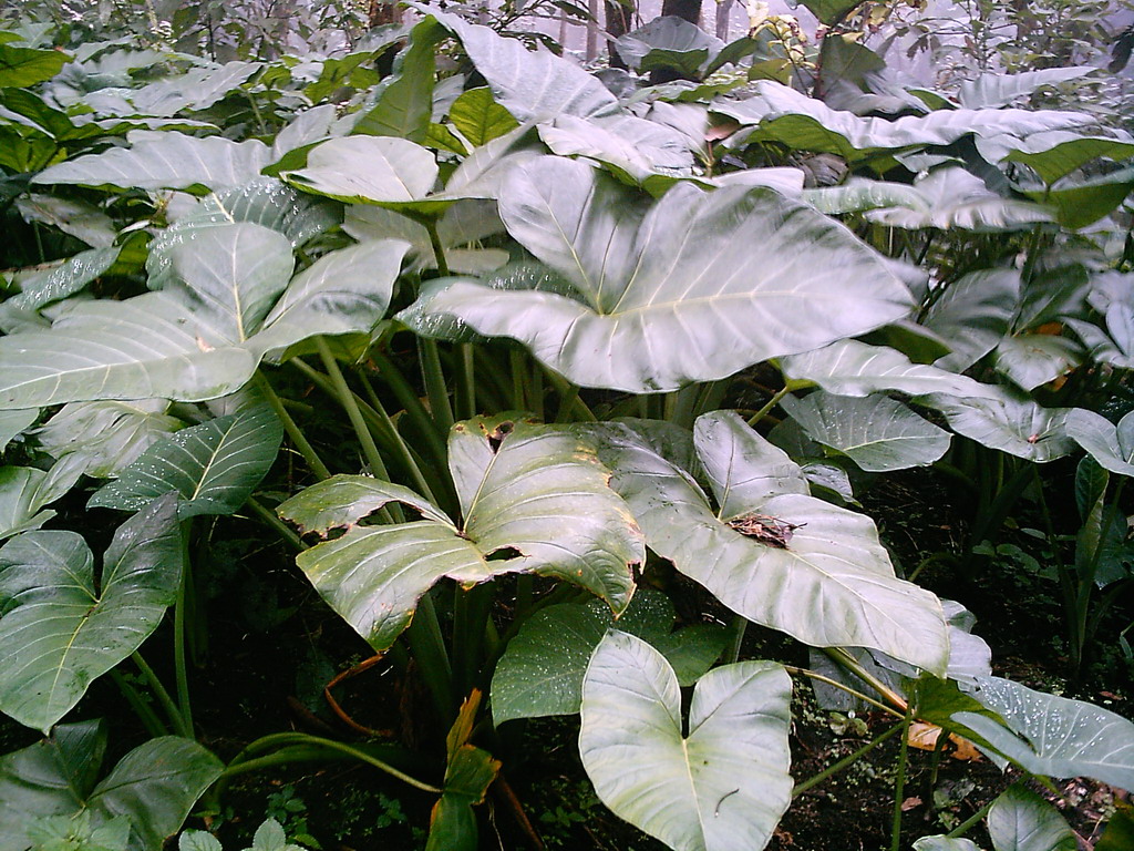 Plants at the slopes of Mount Cameroon