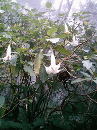 Plant with flowers at the slopes of Mount Cameroon