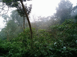 Trees and plants at the slopes of Mount Cameroon