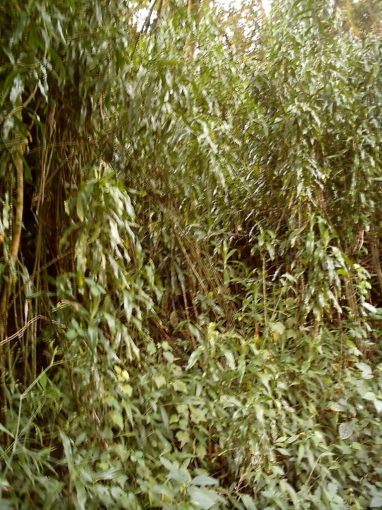 Plants at the slopes of Mount Cameroon