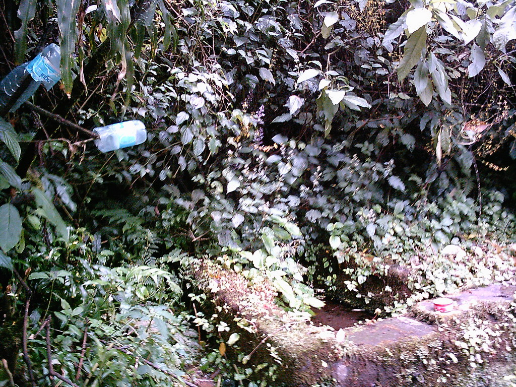 Plants at the slopes of Mount Cameroon