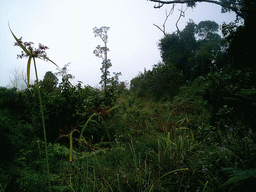 Trees and plants at the slopes of Mount Cameroon