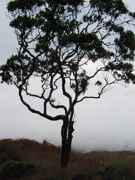 Tree and grass at the slopes of Mount Cameroon