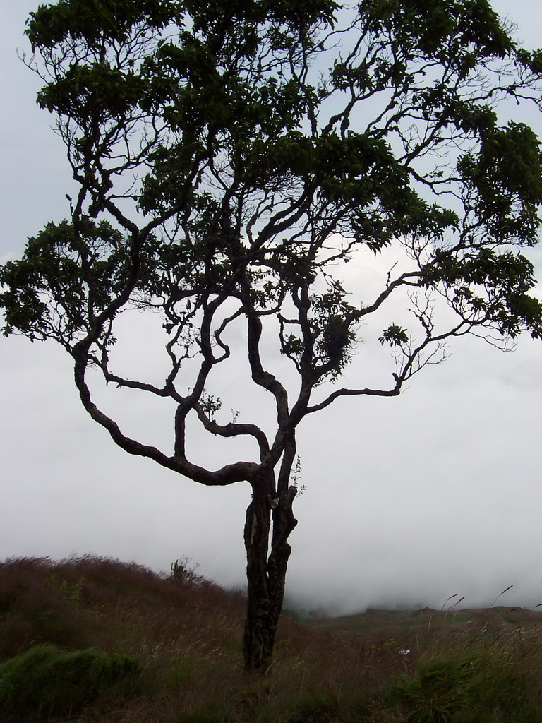 Tree and grass at the slopes of Mount Cameroon