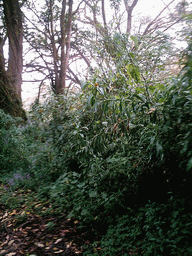 Trees and plants at the slopes of Mount Cameroon