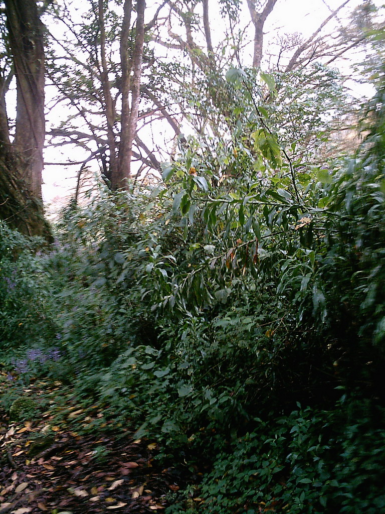 Trees and plants at the slopes of Mount Cameroon