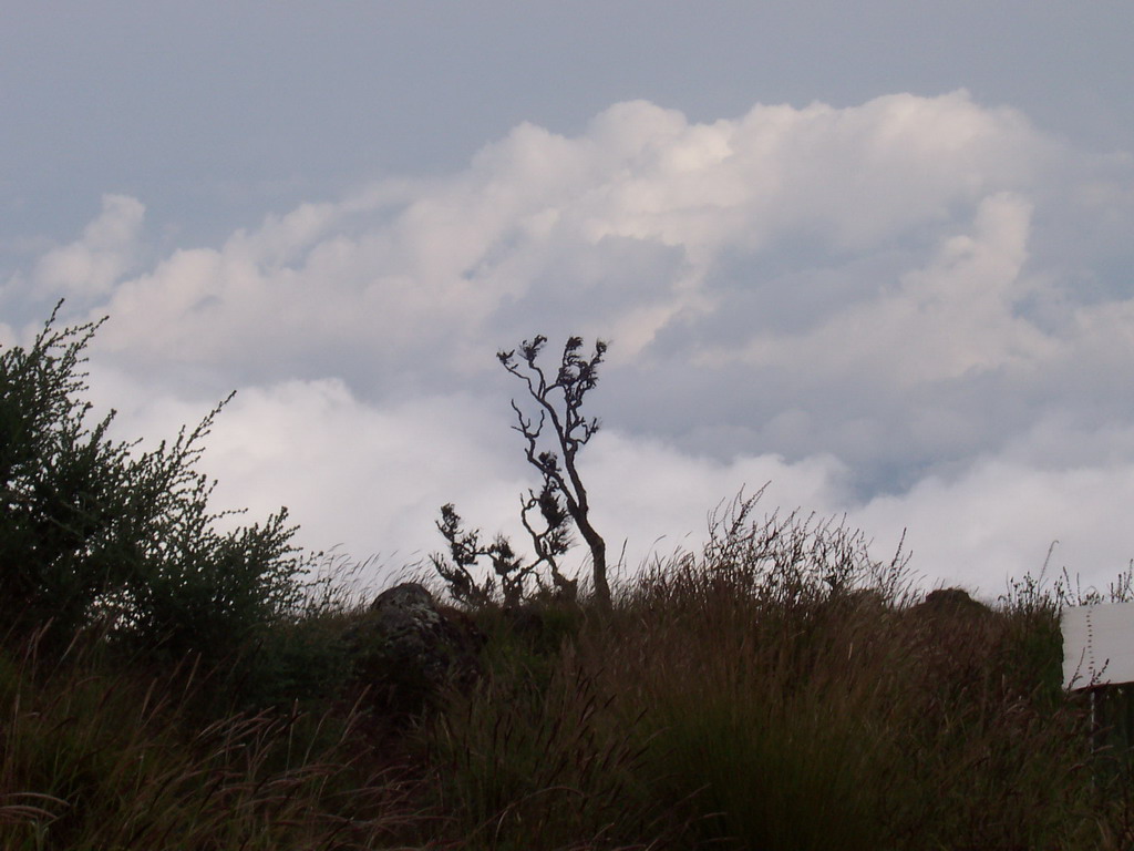 Tree and grass at the slopes of Mount Cameroon