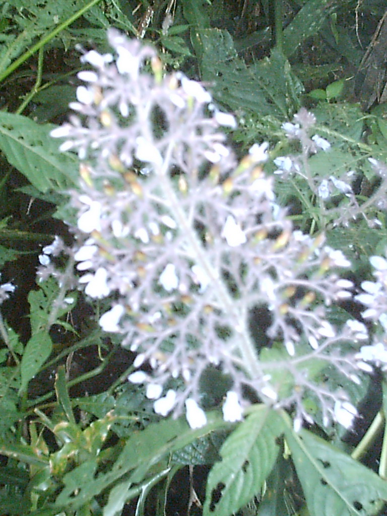 Flower at the slopes of Mount Cameroon