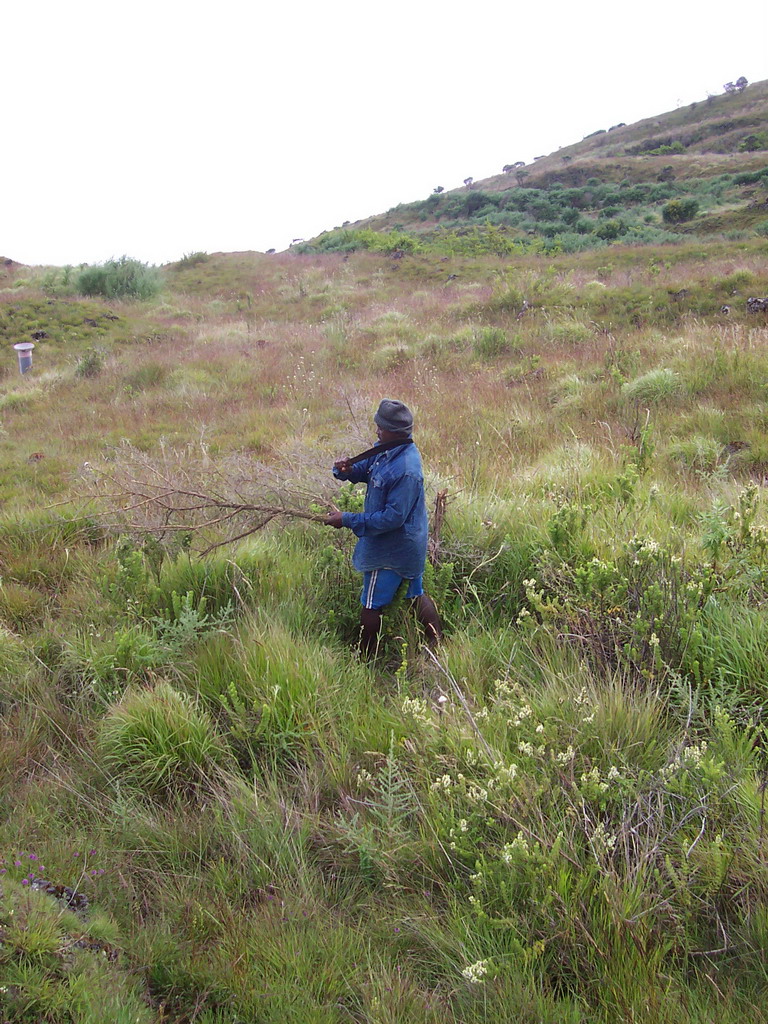Our tour guide carrying a branch at the slopes of Mount Cameroon