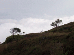 Trees and grass at the slopes of Mount Cameroon
