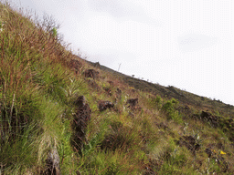 Grass at the slopes of Mount Cameroon