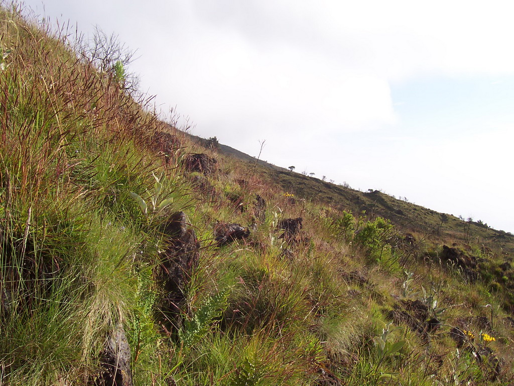 Grass at the slopes of Mount Cameroon