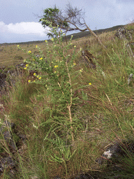 Plants and grass at the slopes of Mount Cameroon