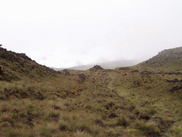 Grass near the top of Mount Cameroon