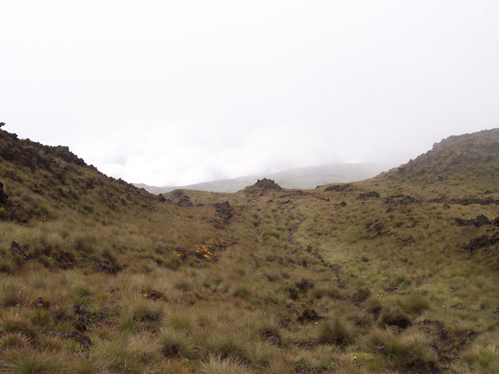 Grass near the top of Mount Cameroon