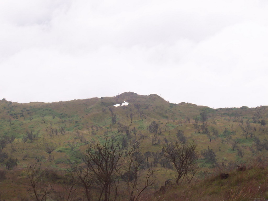 Grass near the top of Mount Cameroon