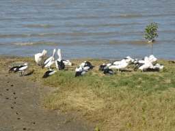 Australian Pelicans at the beach, viewed from the Cairns Esplanade