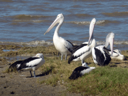 Australian Pelicans at the beach, viewed from the Cairns Esplanade