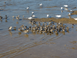 Birds at the beach, viewed from the Cairns Esplanade