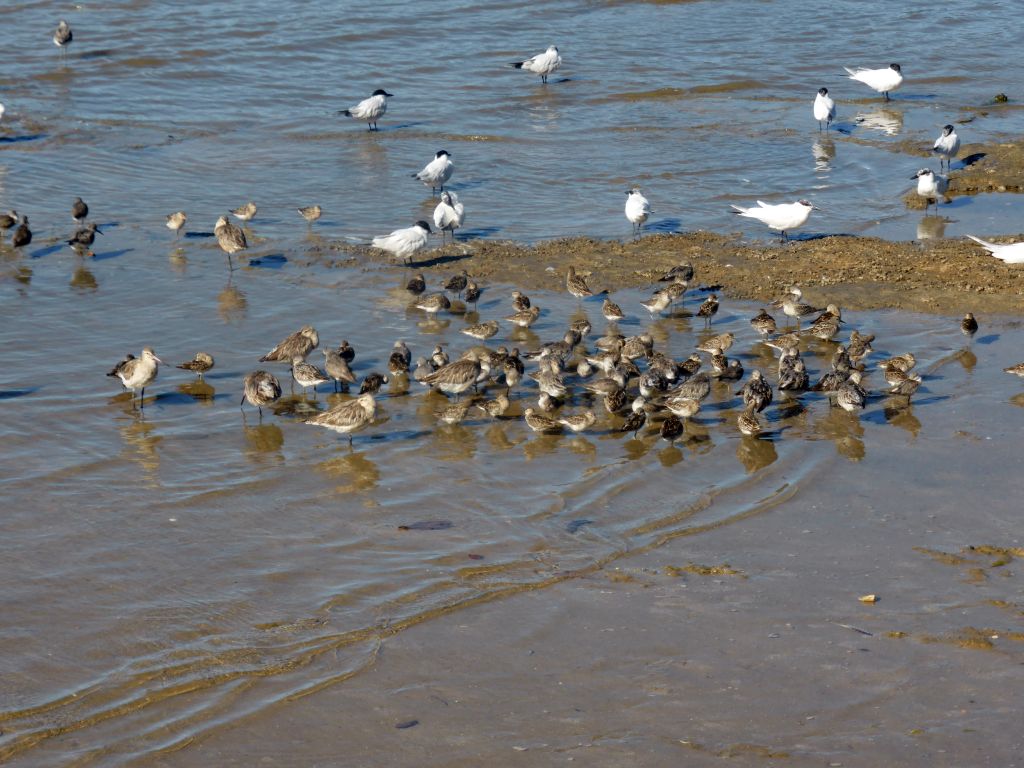 Birds at the beach, viewed from the Cairns Esplanade