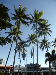 Fish nets hanging from palm trees at the Cairns Esplanade