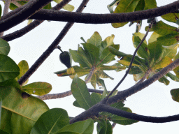 Leafs in a tree at the Pier Point Road