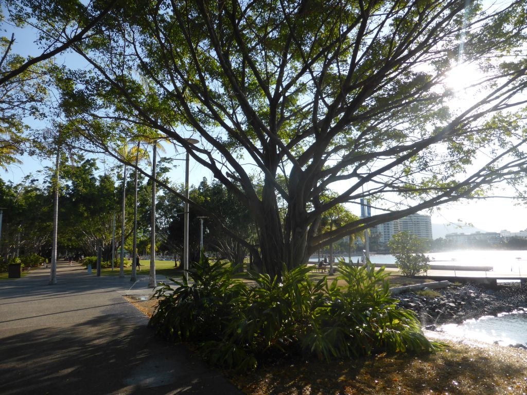 Tree at the east side of the Cairns Lagoon swimming pool at the Cairns Esplanade