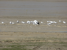 Australian Pelican and seagalls at the beach, viewed from the Cairns Esplanade