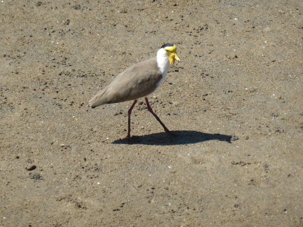 Bird at the beach, viewed from the Cairns Esplanade