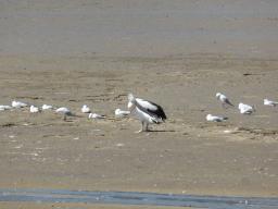 Australian Pelican and seagalls at the beach, viewed from the Cairns Esplanade