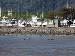 Australian Pelicans flying over Trinity Bay and boats at the Marlin Marina, viewed from the Cairns Esplanade