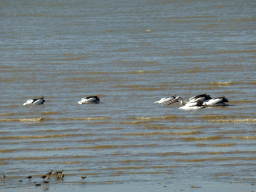 Australian Pelicans and other birds in Trinity Bay, viewed from the Cairns Esplanade
