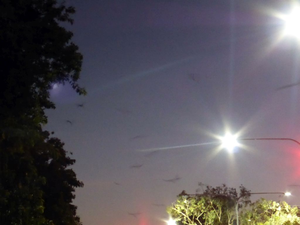 Bats flying over the crossing of Abbott Street and Aplin Street, by night