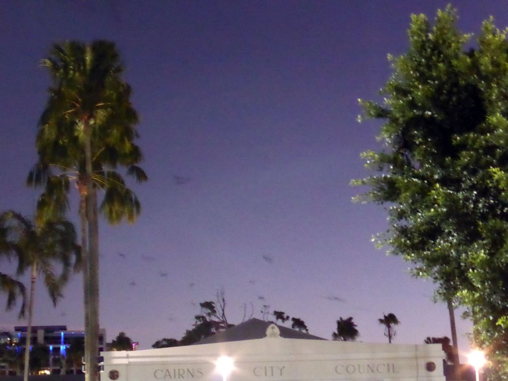 Bats flying over the Cairns City Council building, by night