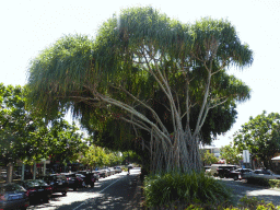 Large tree at Shields Street