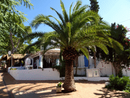 Palm tree at the Avinguda d`en Fernando Tarragó street