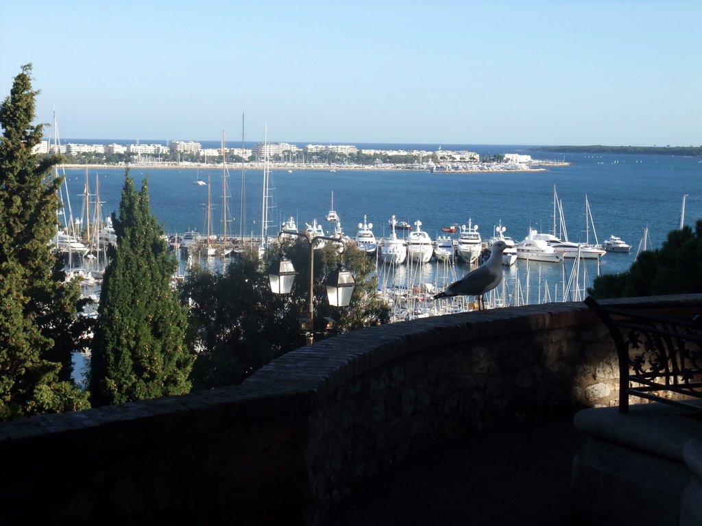 Seagull, the Cannes harbour and the Boulevard de la Croisette, viewed from the outer courtyard of the Eglise du Suquet church