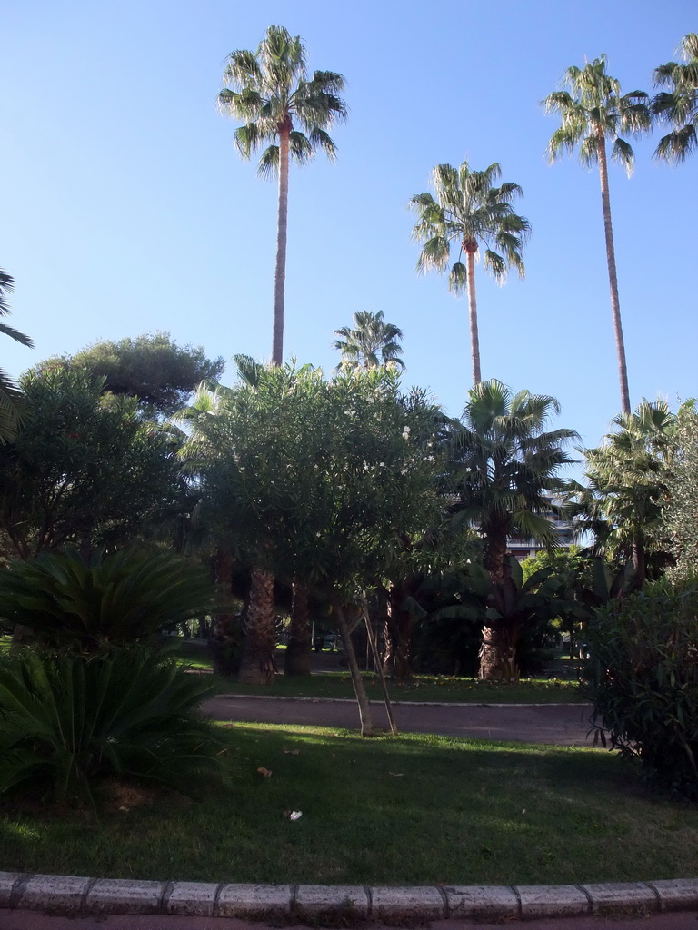 Plants and trees near the Cannes harbour, viewed from the Cannes tourist train